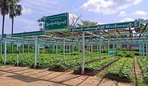 ဂန့်ဂေါမြို့နယ်သစ်တောဦးစီးဌာနမှ မြို့မအမြဲတမ်းပျိုးဥယျာဉ်၌ ပျိုးပင်ပေါင်း (၁၀၆၈၀၀)ကျော် ပျိုးထောင်ထားရှိ