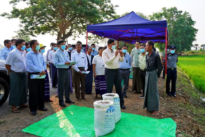 မကွေးတိုင်းဒေသကြီးဝန်ကြီးချုပ် ဦးတင့်လွင် မင်းဘူး(စကု)မြို့နယ်အတွင်း နွေစပါး စိုက်ပျိုးထားရှိမှုအခြေနေ ကွင်းဆင်းကြည့်ရှု