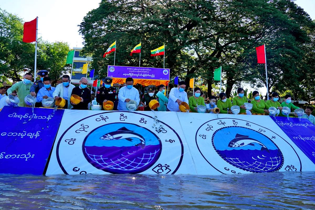 မကွေးတိုင်းဒေသကြီးအစိုးရအဖွဲ့ ဝန်ကြီးချုပ် ဦးတင့်လွင် ဧရာဝတီမြစ်အတွင်း  ငါးမျိုးစိုက်ထည့်ပွဲ တက်ရောက်