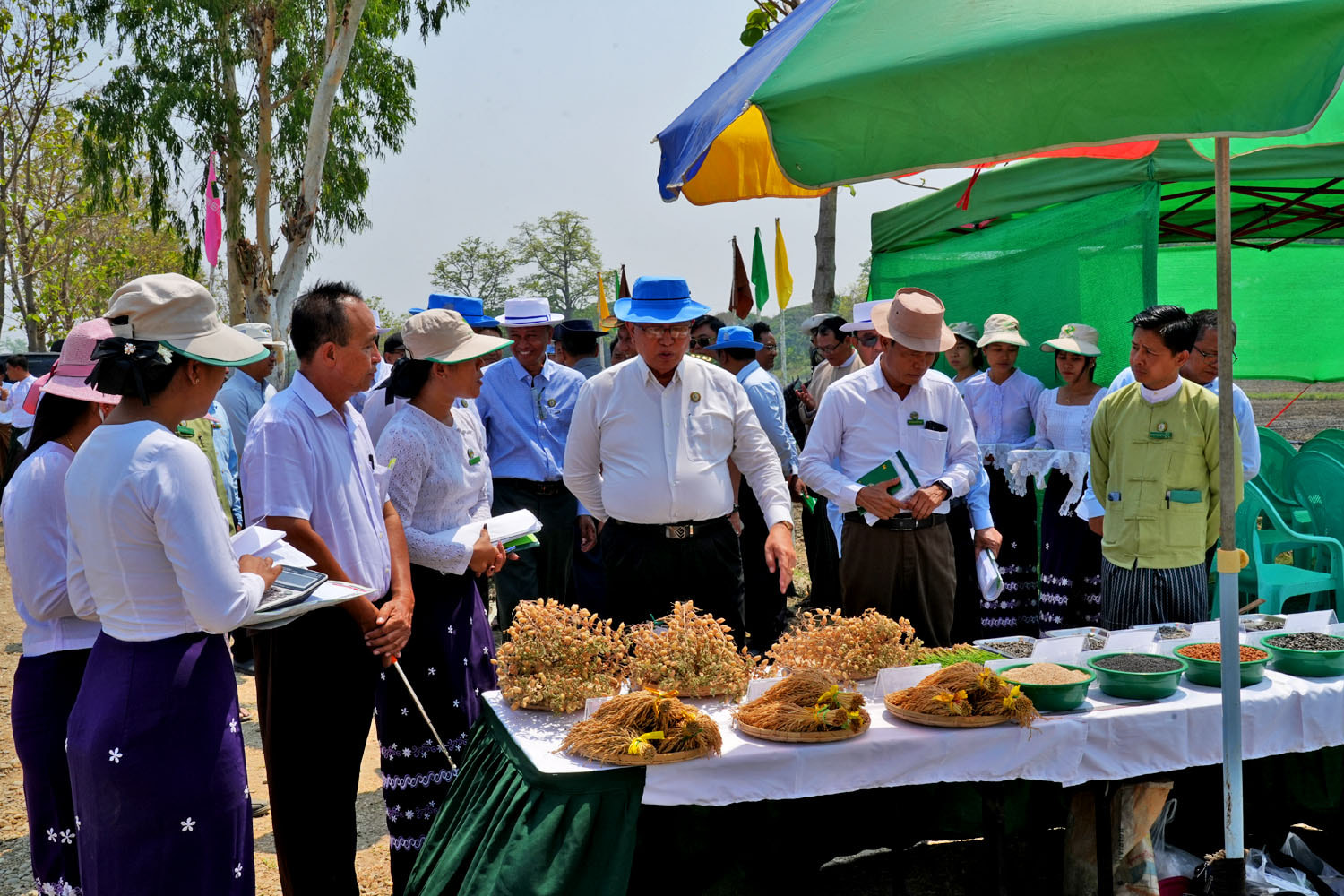 မကွေးတိုင်းဒေသကြီးဝန်ကြီးချုပ် ဦးတင့်လွင် ပွင့်ဖြူမျိုးသန့်ခြံတွင် နွေစပါးနှင့် နွေနှမ်းစိုက်ပျိုးခြင်း ကွင်းသရုပ်ပြပွဲအား ကြည့်ရှု့ကာ၊ ဒေသခံတောင်သူများနှင့် တွေ့ဆုံ