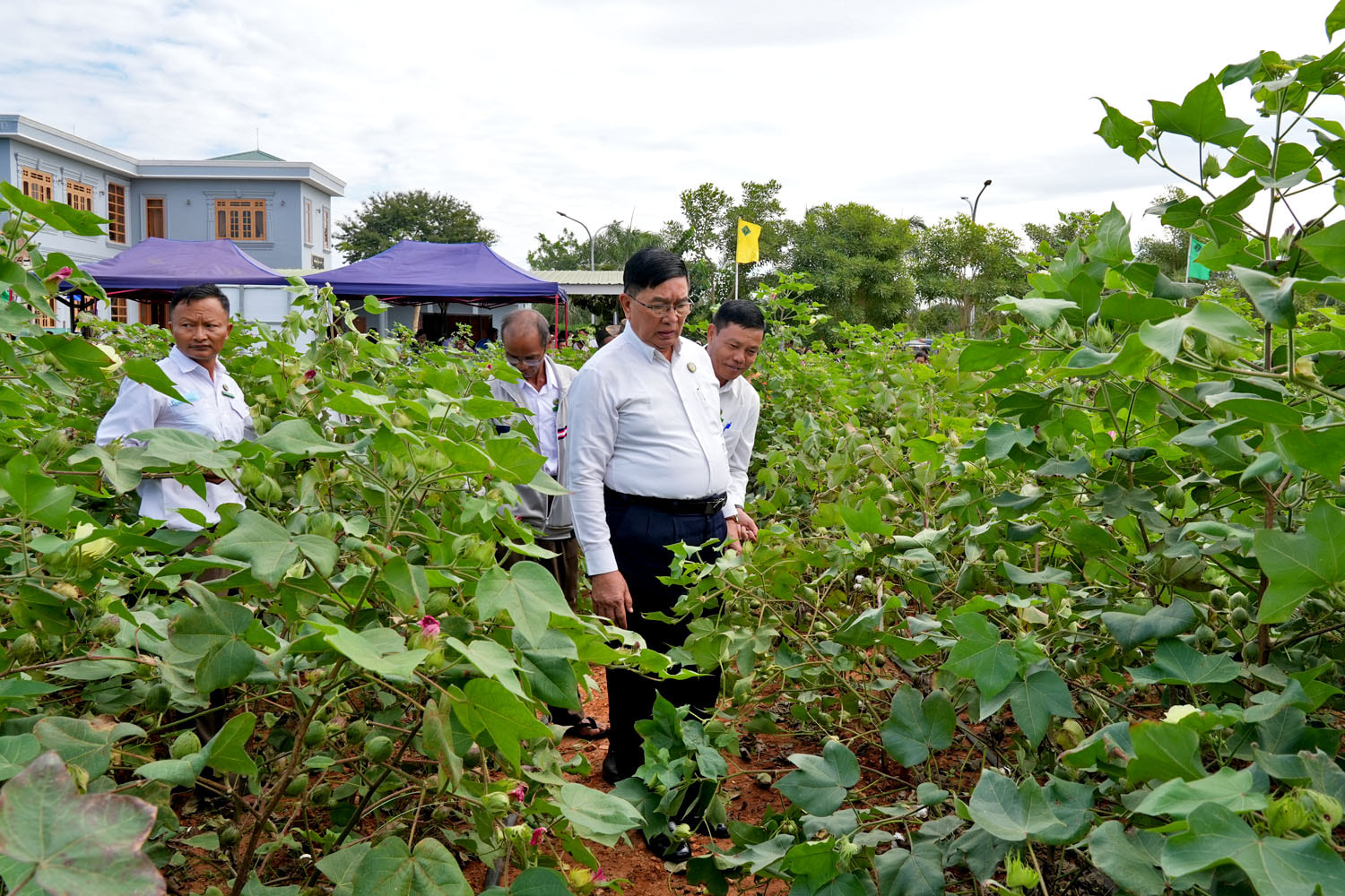 မကွေးတိုင်းဒေသကြီးအစိုးရအဖွဲ့ ဝန်ကြီးချုပ် မကွေးမြို့ အစိုးရရိပ်သာဝန်းအတွင်း Low Pressure Cold Radio-Frequency Discharge Plasma (LPCRFDP)စက်ဖြင့် ဝါမျိုး(၂)မျိုးပေါ် Radiation နှုန်းထားအမျိုးမျိုးပေး၍ အကျိုးသက်ရောက်မှုကိုလေ့လာခြင်းများလုပ်ဆောင်မှုအား ကြည့်ရှု