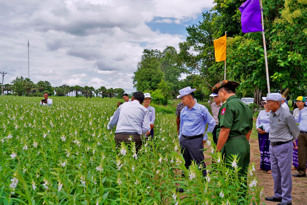 မကွေးတိုင်းဒေသကြီးဝန်ကြီးချုပ် ဦးတင်ကိုကို မကွေးမြို့ ရာခိုင်နှုန်းပြည့် မြန်မာနိုင်ငံသားရင်းနှီး မြှုပ်နှံမှုလုပ်ငန်းနှင့်  မိုးနှမ်းအထွက်တိုးစံပြကွက် အောင်မြင်ဖြစ်ထွန်းမှု ကြည့်ရှုအားပေး